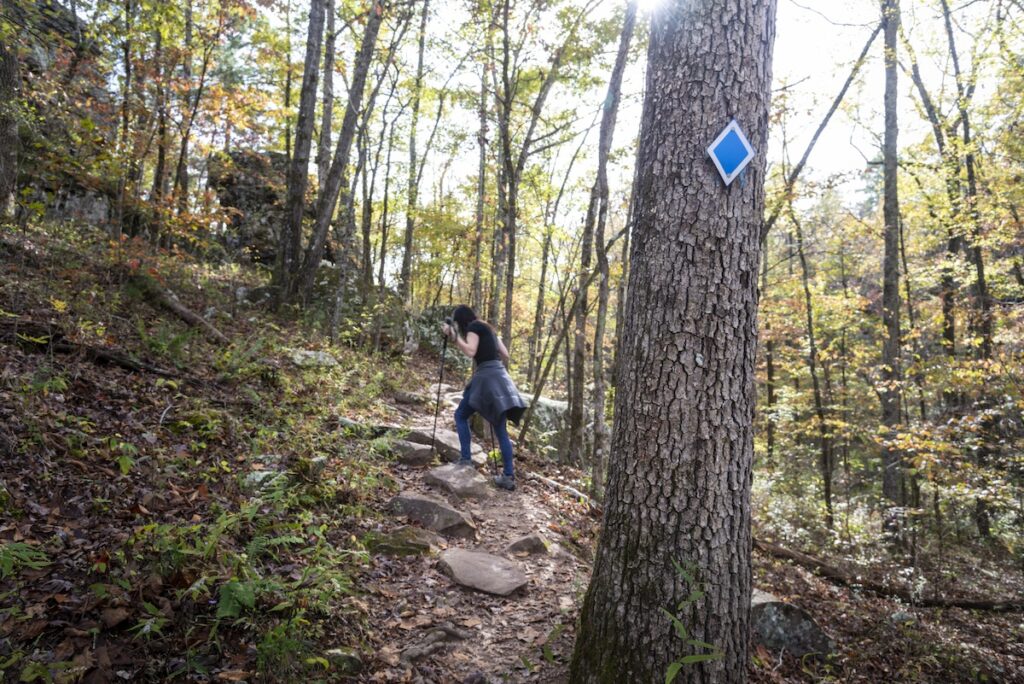 An oak tree with a blue metal diamond nailed to it. A hiker is using two hiking poles to make her way up the rocky, narrow trail.